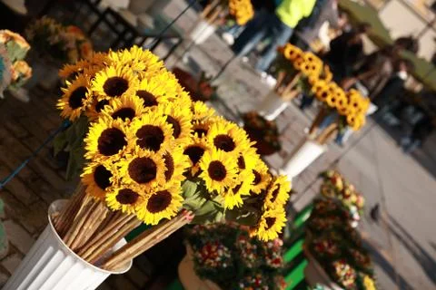 Sunflowers Stock Photos