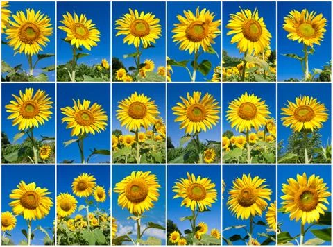Sunflowers Stock Photos