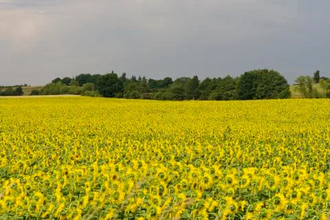 Sunflowers Stock-Fotos