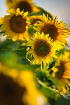 Sunflowers Stock Photos