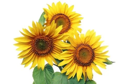 Sunflowers Stock Photos