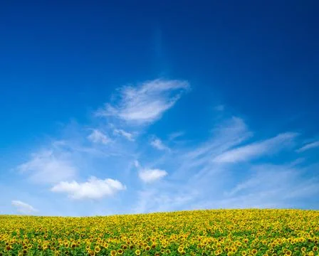 Sunflowers Stock Photos