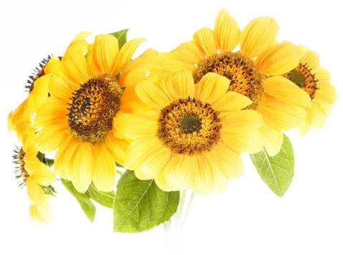 Sunflowers Stock Photos