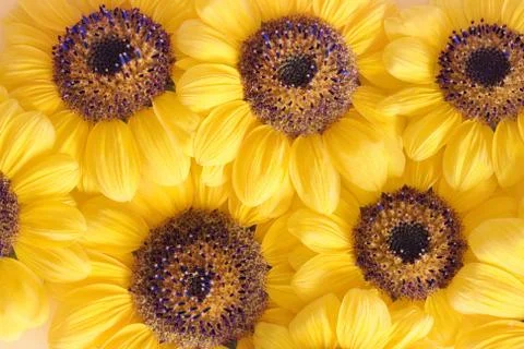 Sunflowers Stock Photos