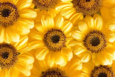 Sunflowers Stock Photos