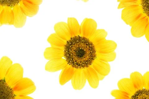 Sunflowers Stock Photos