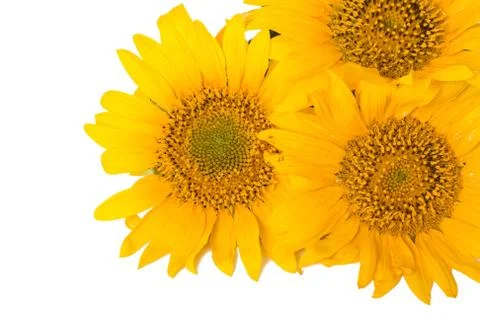 Sunflowers Stock Photos