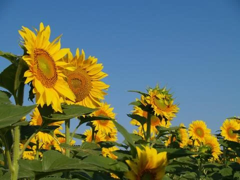 Sunflowers Stock Photos