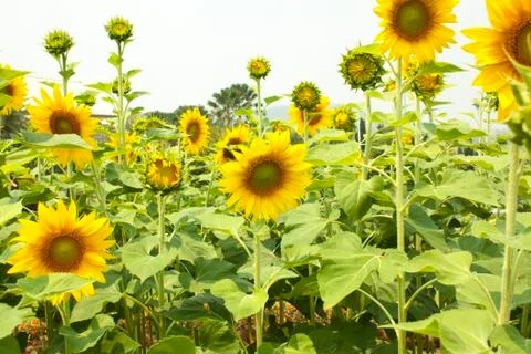 Sunflowers Stock Photos