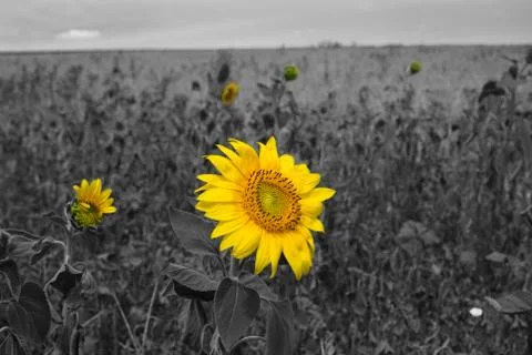 Sunflowers Stock-Fotos