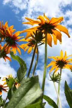 Sunflowers Stock Photos