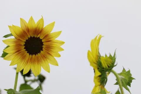 Sunflowers Stock Photos