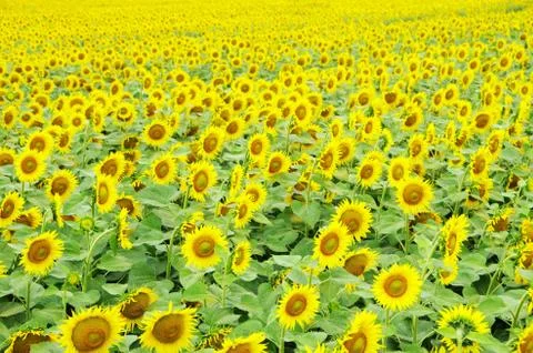 Sunflowers Stock Photos