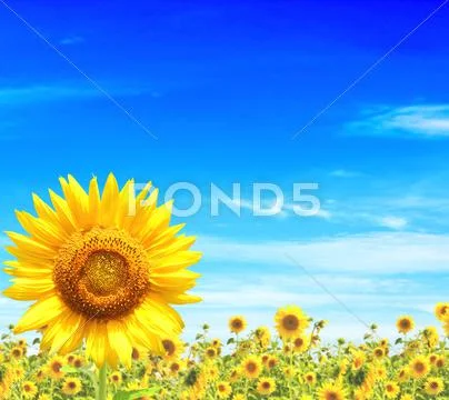 Sunflowers Stock Photos