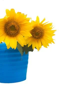 Sunflowers Stock Photos