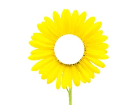 Sunflowers Stock Photos