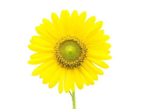 Sunflowers Stock Photos