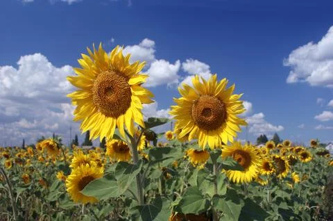 Sunflowers Stock Photos