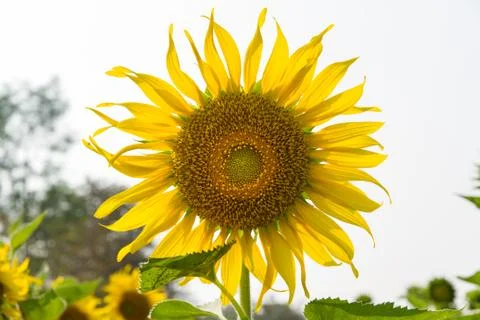 Sunflowers Foto stock