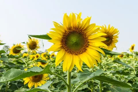 Sunflowers Stock Photos