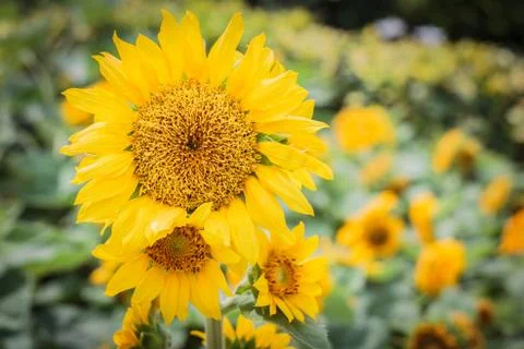 Sunflowers Foto stock