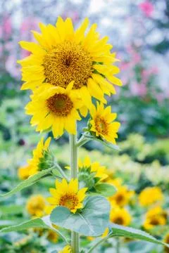 Sunflowers Stock Photos