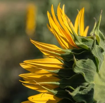 Sunflowers 写真素材