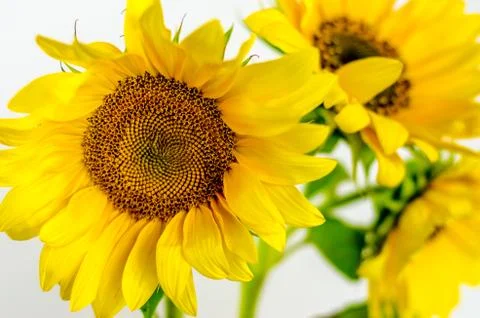 Sunflowers Stock Photos