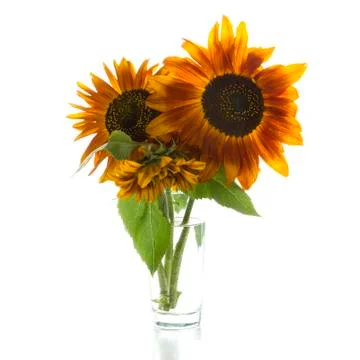 Sunflowers Stock Photos
