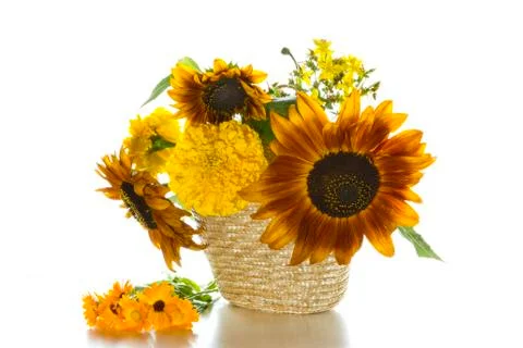 Sunflowers Stock Photos