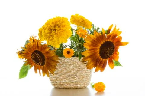 Sunflowers Stock Photos