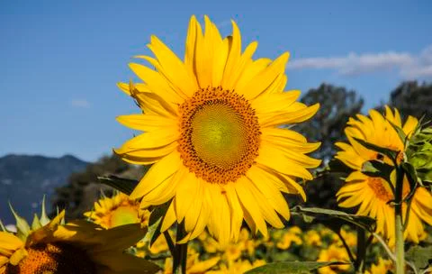 Sunflowers Stock Photos