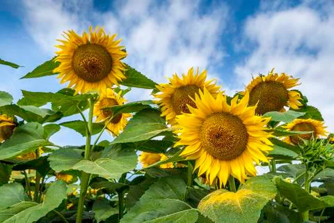Sunflowers Stock Photos