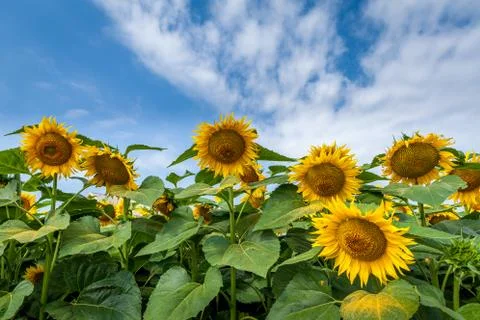 Sunflowers Stock Photos