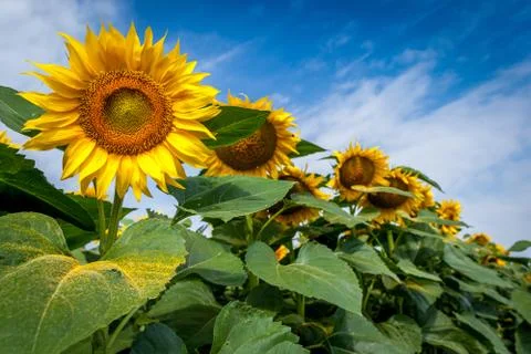 Sunflowers Stock Photos
