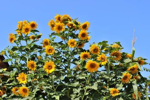Sunflowers 스톡 사진
