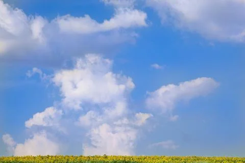 Sunflowers 库存照片