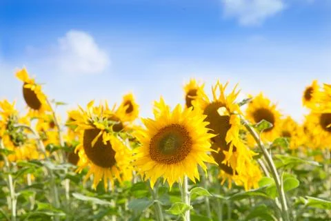 Sunflowers 库存照片