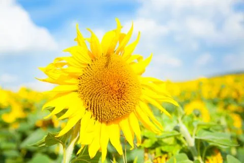 Sunflowers 库存照片