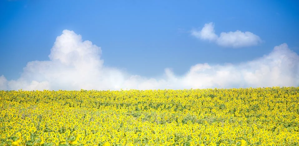 Sunflowers 库存照片
