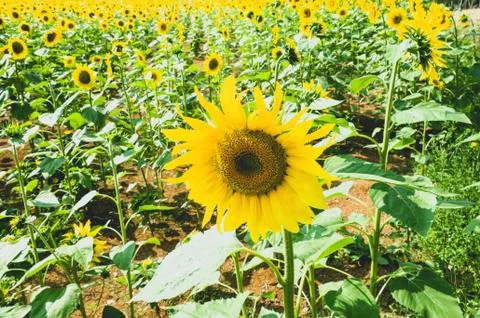 Sunflowers Stock Photos
