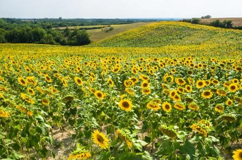 Sunflowers Stock Photos