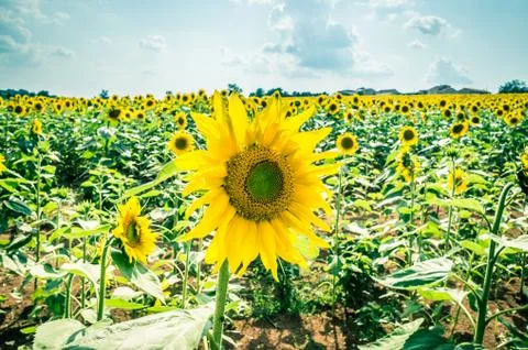 Sunflowers Stock Photos