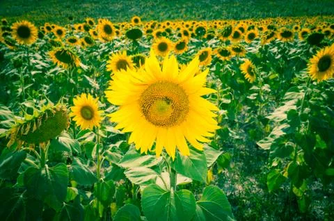 Sunflowers Stock Photos