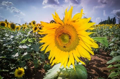 Sunflowers Stock Photos