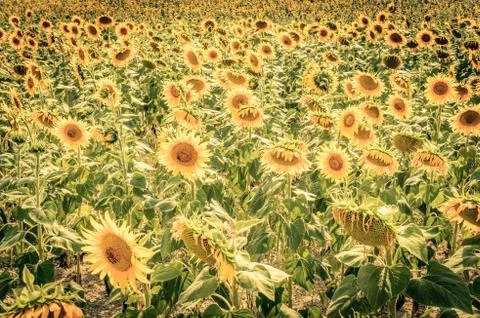 Sunflowers Stock Photos