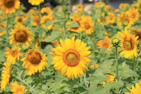 Sunflowers Stock Photos