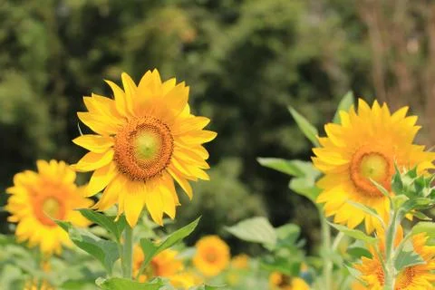 Sunflowers Stock Photos
