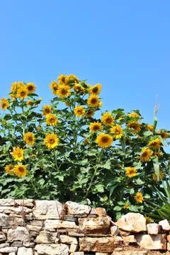 Sunflowers Stock Photos