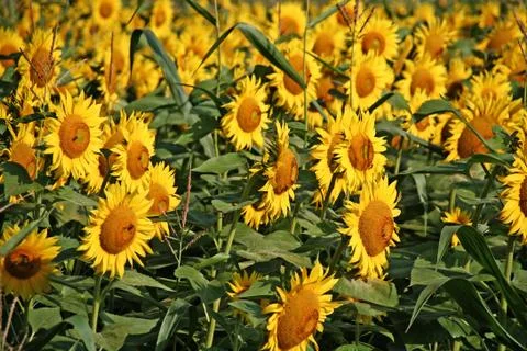 Sunflowers Stock Photos